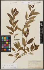 Foto von Salix triandra subsp. triandra L.